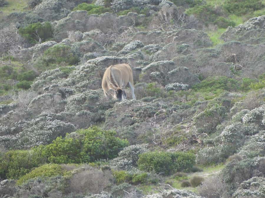 Group Tour of Cape of Good Hope and Boulders Beach Penguins - Cape Point and the New Lighthouse