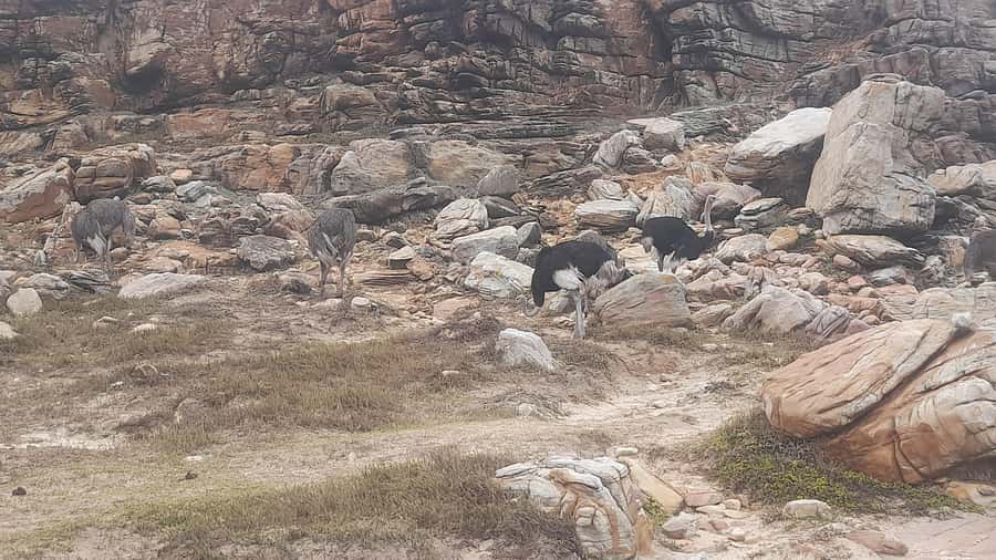 Group Tour of Cape of Good Hope and Boulders Beach Penguins - Muizenberg Brings the Route Back North