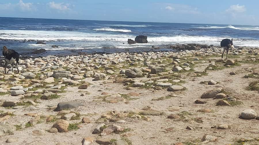 Group Tour of Cape of Good Hope and Boulders Beach Penguins - What the $52 Price Really Covers