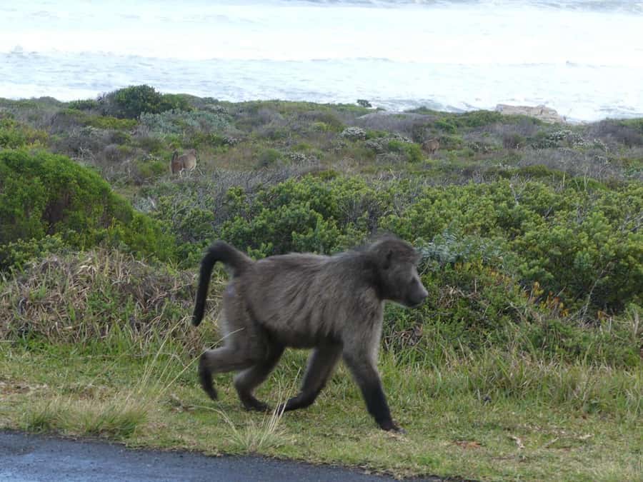 Group Tour of Cape of Good Hope and Boulders Beach Penguins - Sea Point, Clifton, and Camps Bay Along the Atlantic