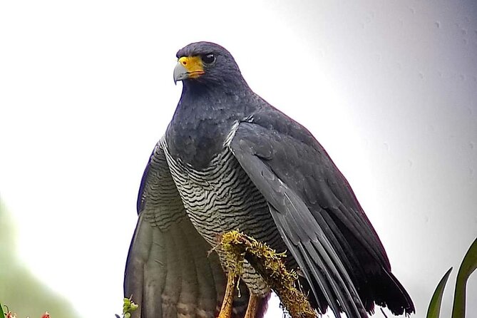 Guided Birding Photography Experience - The 6 a.m. start sets the tone