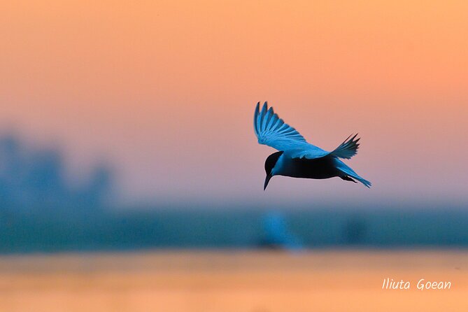 Guided Birdwatching day trip to the Danube Delta - private program - Letea and Caraorman require extra planning