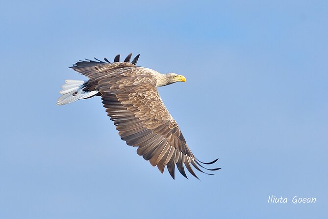 Guided Birdwatching day trip to the Danube Delta - private program - Is $578.41 good value?