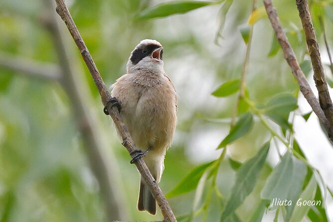 Guided Birdwatching day trip to the Danube Delta - private program - Who should book this day trip?