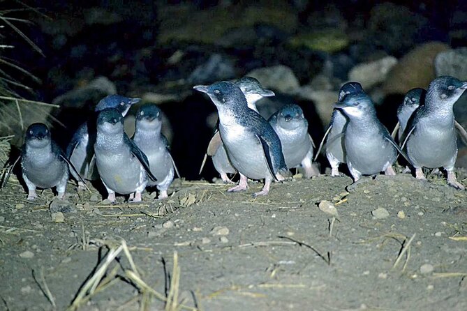 Guided Evening Penguin Viewing Otago Peninsula, Dunedin, New Zealand - Why the evening penguin return is worth seeing