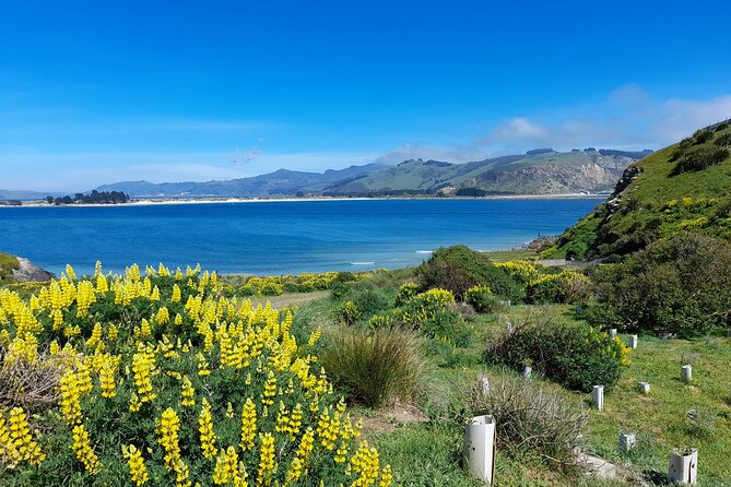 Guided Evening Penguin Viewing Otago Peninsula, Dunedin, New Zealand - The Otago Peninsula weather test