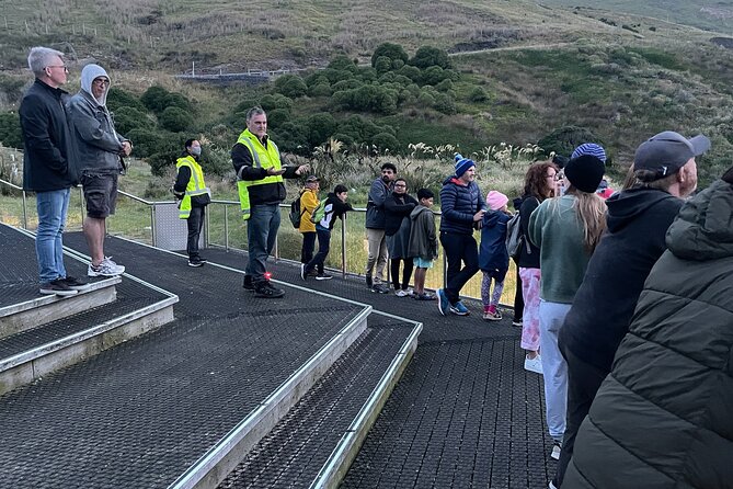 Guided Evening Penguin Viewing Otago Peninsula, Dunedin, New Zealand - Driving yourself from Dunedin