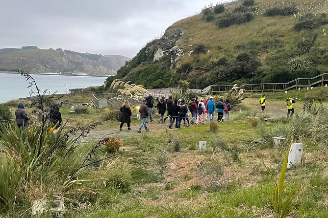 Guided Evening Penguin Viewing Otago Peninsula, Dunedin, New Zealand - What the $34.13 price buys you