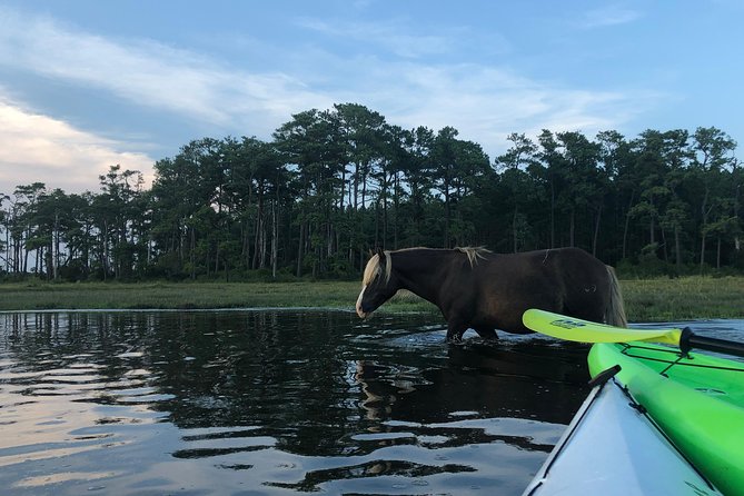 Guided Kayak Tour to see ponies, birds, dolphins and more - Key points to know