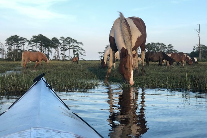 Guided Kayak Tour to see ponies, birds, dolphins and more - Meeting Chincoteague’s waterways at 8:30 a.m.