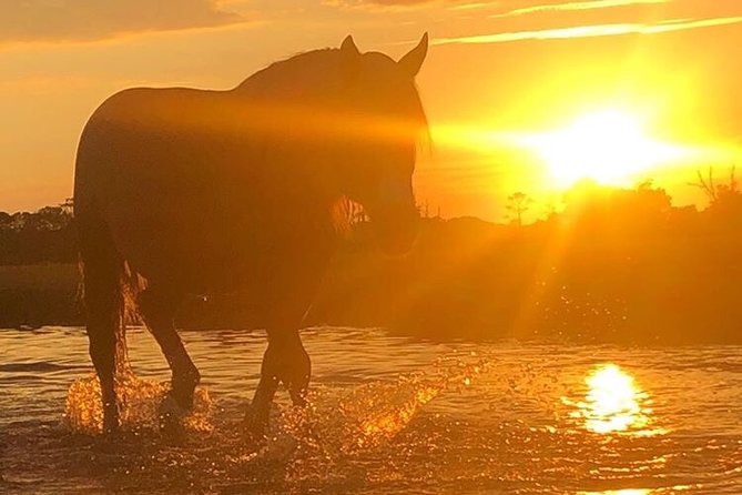 Guided Kayak Tour to see ponies, birds, dolphins and more - Practical ways to get more from the morning