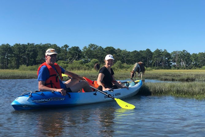 Guided Kayak Tour to see ponies, birds, dolphins and more - Searching the shoreline for Assateague ponies