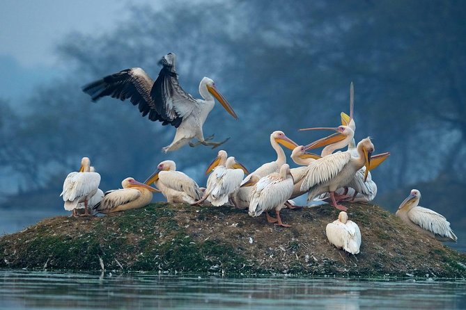 Guided Keoladeo Bird National Park Tour in Bharatpur from Jaipur - Lunch near the park and the journey back
