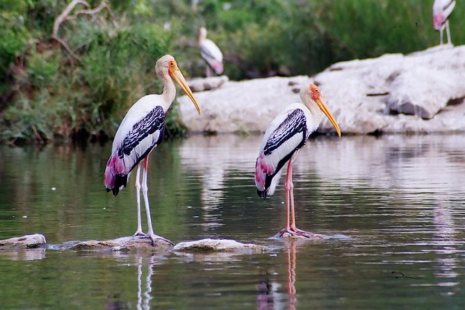 Guided Keoladeo Bird National Park Tour in Bharatpur from Jaipur - Small details that make the day easier