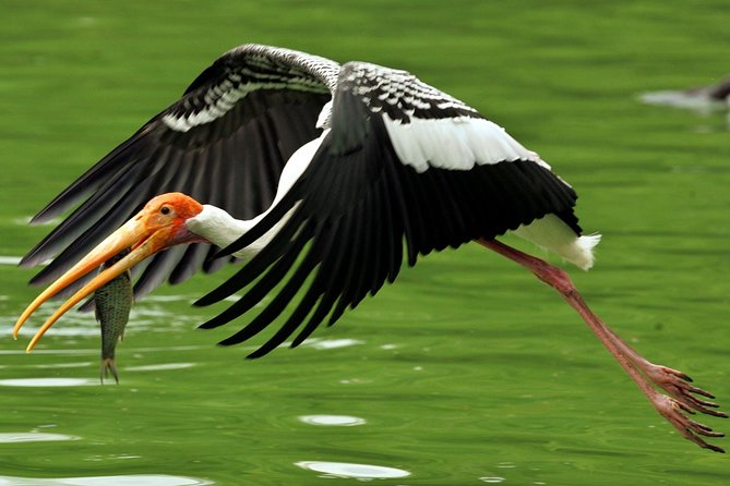 Guided Keoladeo Bird National Park Tour in Bharatpur from Jaipur - Two and a half hours among birds and wildlife