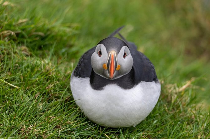 Guided Puffin Safari Boat Tour - Key points to know before you go