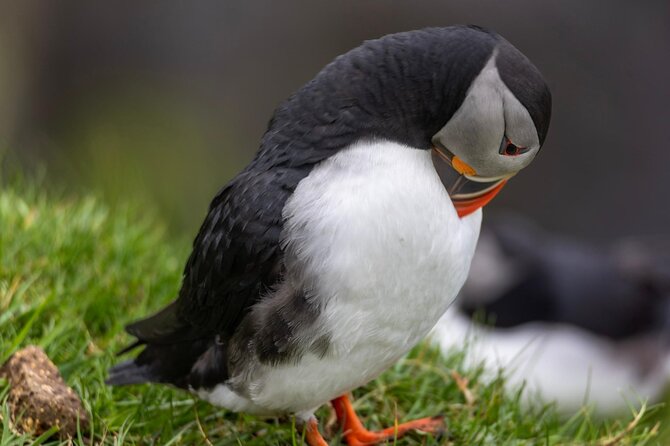 Guided Puffin Safari Boat Tour - Múlafossur Waterfall from below