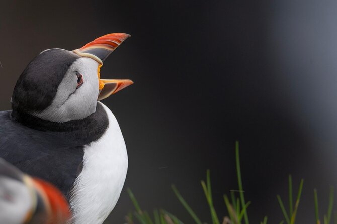 Guided Puffin Safari Boat Tour - Puffins around privately owned Tindhólmur