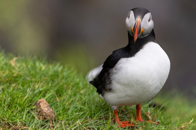 Guided Puffin Safari Boat Tour - Skarðsáfossur and the first puffin watch
