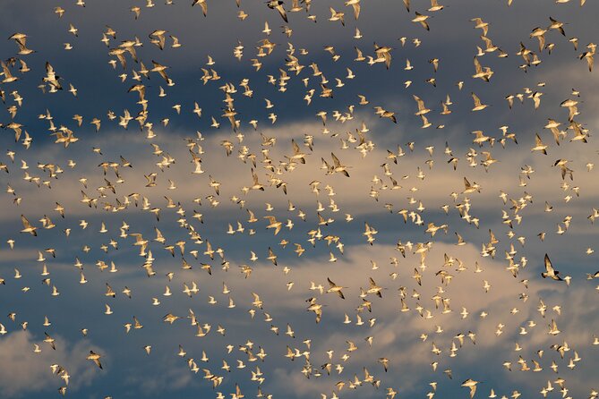 Guided Tour at Pukorokoro Shorebird Centre - Key points before you book