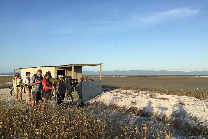 Guided Tour at Pukorokoro Shorebird Centre - Why Pukorokoro’s shorebirds are worth your time