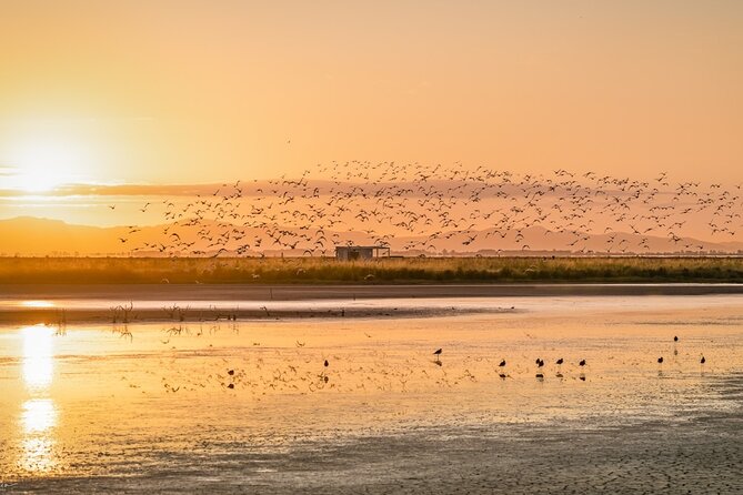 Guided Tour at Pukorokoro Shorebird Centre - The tide controls the rhythm of the visit