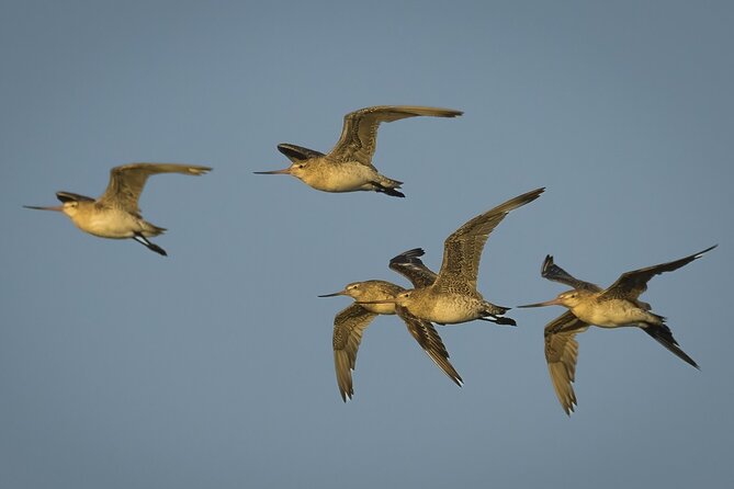 Guided Tour at Pukorokoro Shorebird Centre - Walking the Robert Findlay Wildlife Reserve