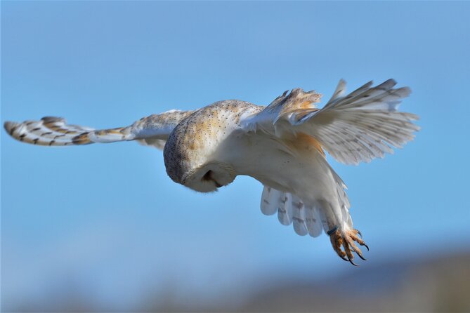 Guided Tour of Aillwee Cave and Visit to the Birds of Prey Centre - The cave tour, about 45 to 60 minutes underground