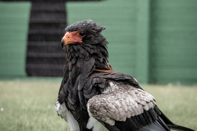 Guided Tour of Aillwee Cave and Visit to the Birds of Prey Centre - Plan your arrival around the show times