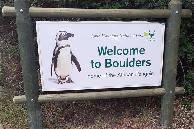 Half day African Penguin Tour - Why this half-day tour works so well in Cape Town