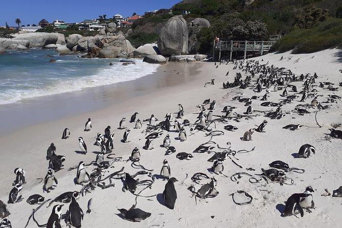 Half day African Penguin Tour - Meeting the African penguins at Boulders Beach