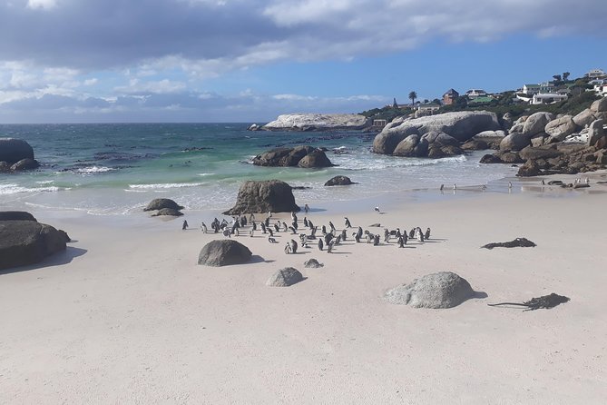 Half day African Penguin Tour - Hout Bay and the road to Chapmans Peak