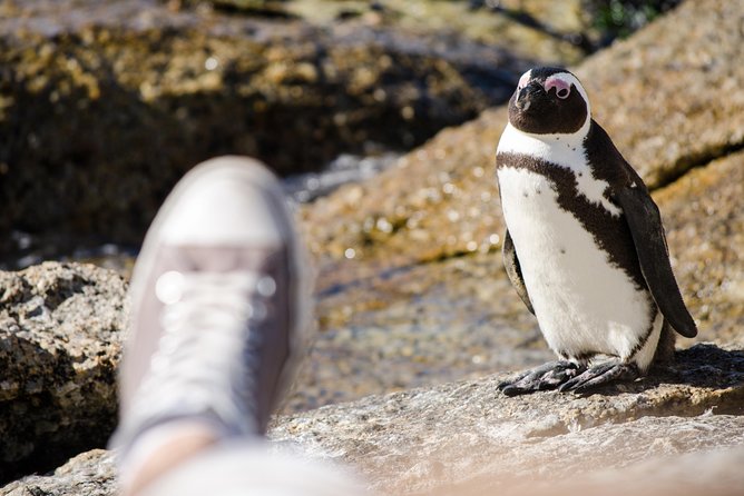 Half day am or pm Boulders Beach & Penguins with visit to Cape Point Great tour - Cape Point and the Cape of Good Hope