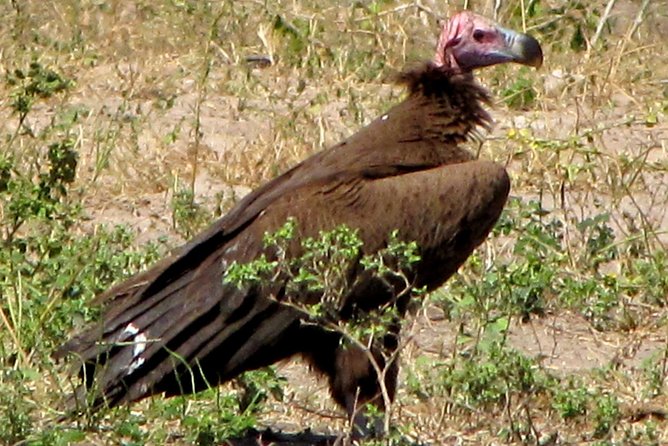 Half-Day Birding Tour of Livingstone - Why the 6am departure matters
