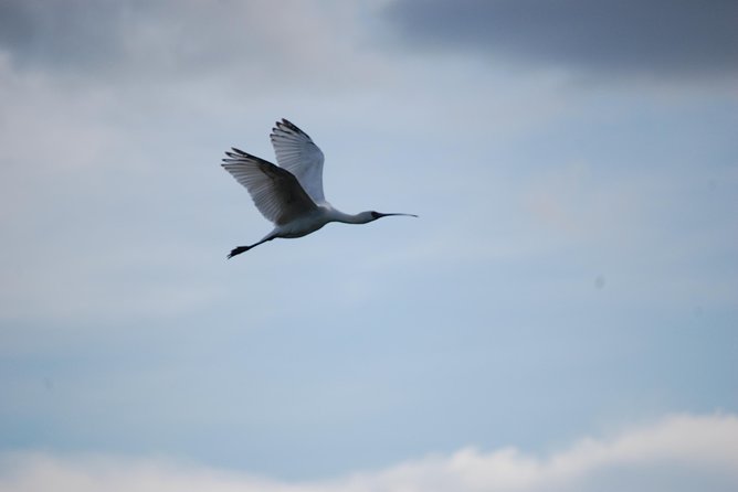 Half-Day Birding Tour of Livingstone - A flexible route built around your list