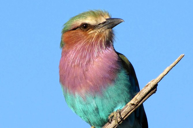 Half-Day Birding Tour of Livingstone - What Martin adds to the morning