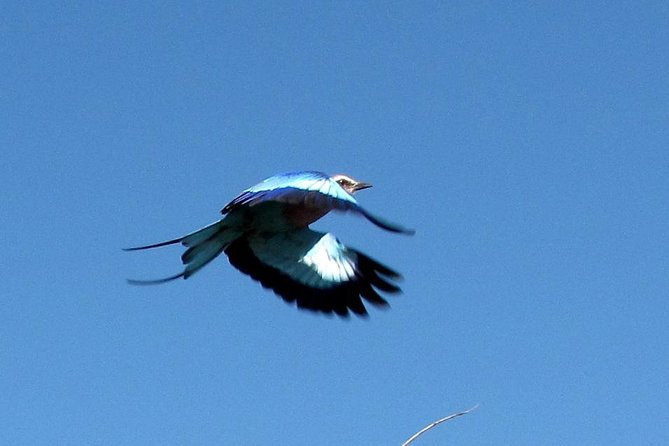 Half-Day Birding Tour of Livingstone - The wildlife bonus beyond the bird list