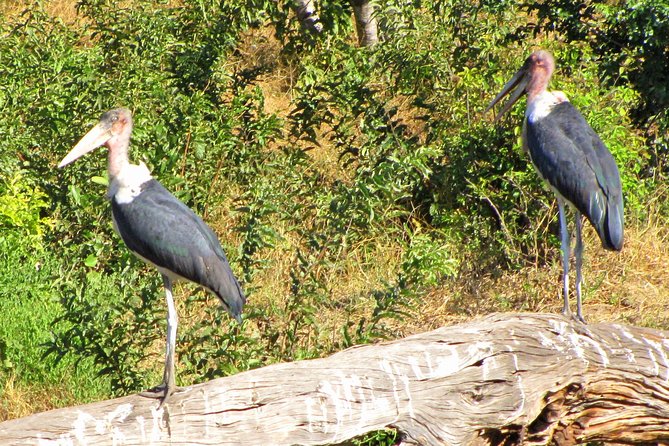 Half-Day Birding Tour of Livingstone - What the three hours feel like
