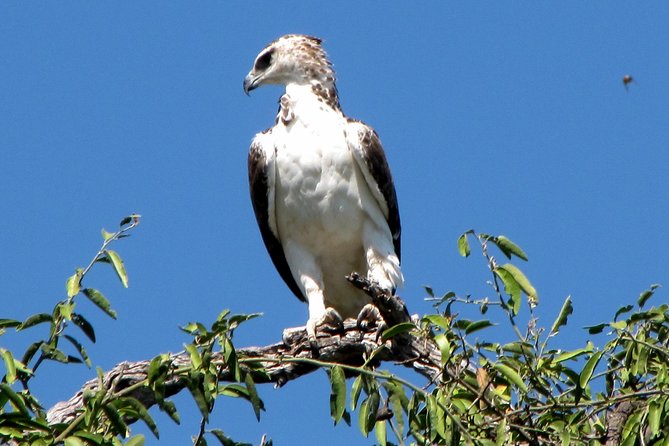 Half-Day Birding Tour of Livingstone - Price and value at $90 per person