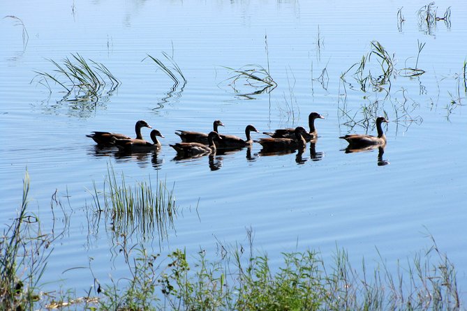 Half-Day Birding Tour of Livingstone - Who should book this Livingstone birding tour