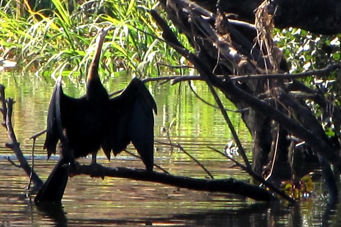 Half-Day Birding Tour of Livingstone - Mosi-oa-Tunya’s river and wetland habitats