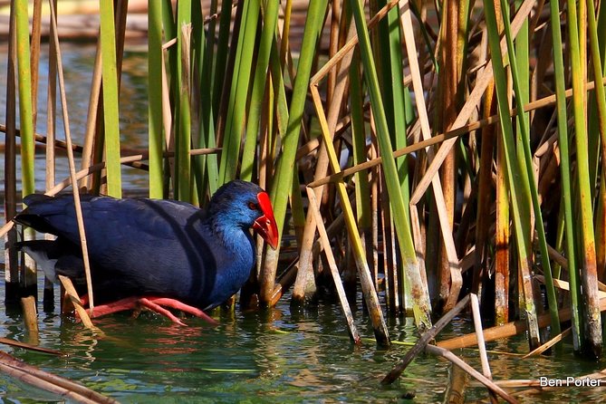 Half-day birdwatching around Faro - Starting at 7:00 am with Guillaume