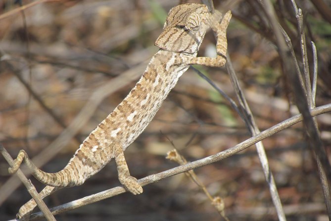 Half-day birdwatching around Faro - What you can learn beyond bird names