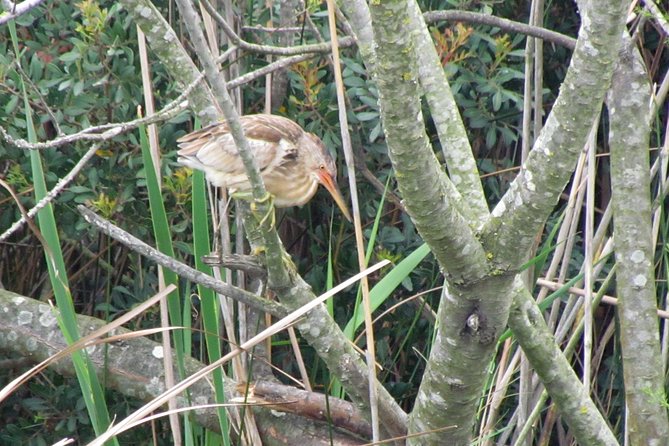 Half-day birdwatching around Faro - Terrapines add a second kind of wildlife