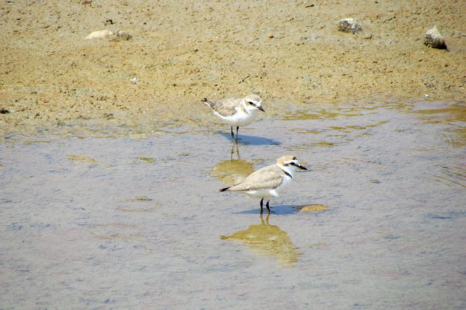 Half-day birdwatching around Faro - Is $98.33 a fair price?