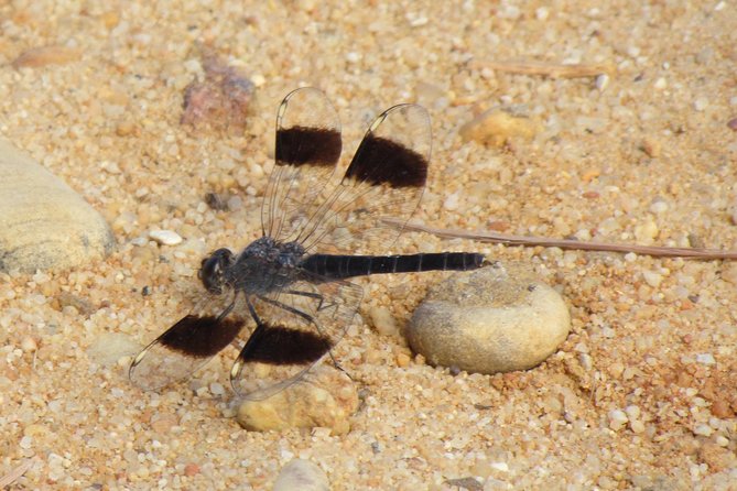 Half-day birdwatching around Faro - Who will enjoy this experience most