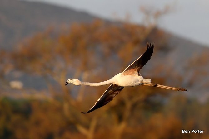 Half-day birdwatching around Faro - Walking through the Ludo saltpans