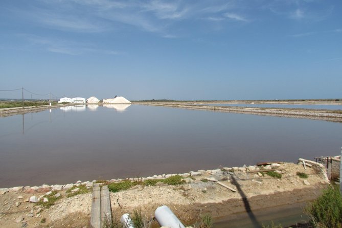 Half-day birdwatching around Tavira - Why Santa Luzia is a smart place for birdwatching