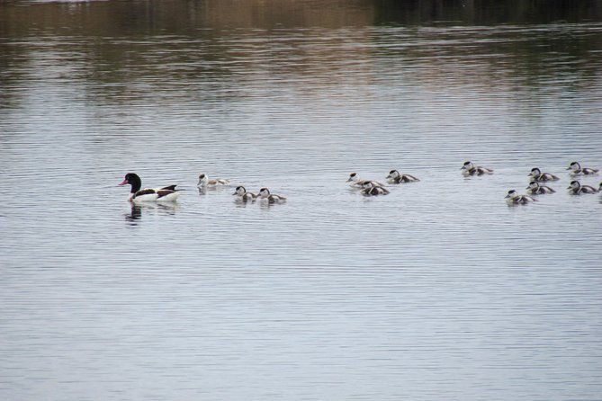 Half-day birdwatching around Tavira - What Gui adds to the afternoon