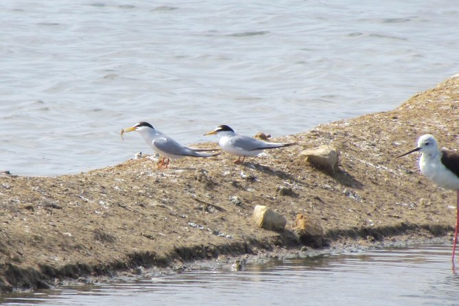 Half-day birdwatching around Tavira - The telescope, binoculars, and what to bring